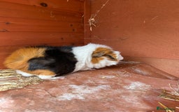 Guinea Pig rodents for sale: Male Guinea Pig for adoption (age 4.5) - Image 3