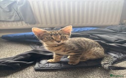 Mixed Breed cats for sale: Tigger 2 months old £20  - Image 1
