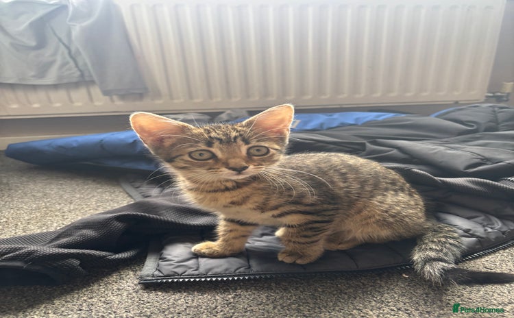 Mixed Breed cats for sale - Advert 2