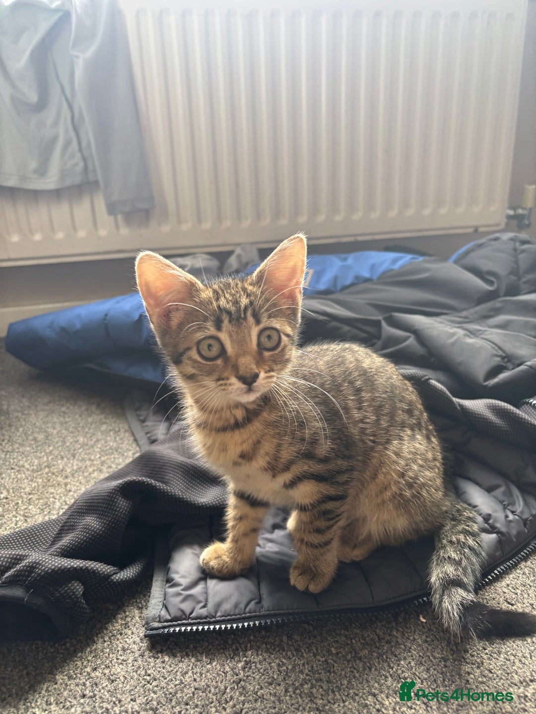 Mixed Breed cats for sale: Tigger 2 months old £20  - Image 1