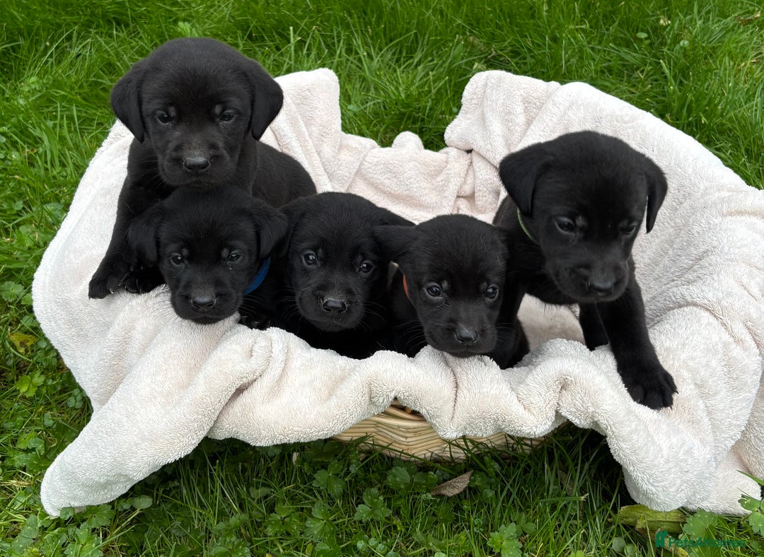 Labrador Retriever dogs for sale: Outstanding KC Registered Labrador Puppies - Image 18