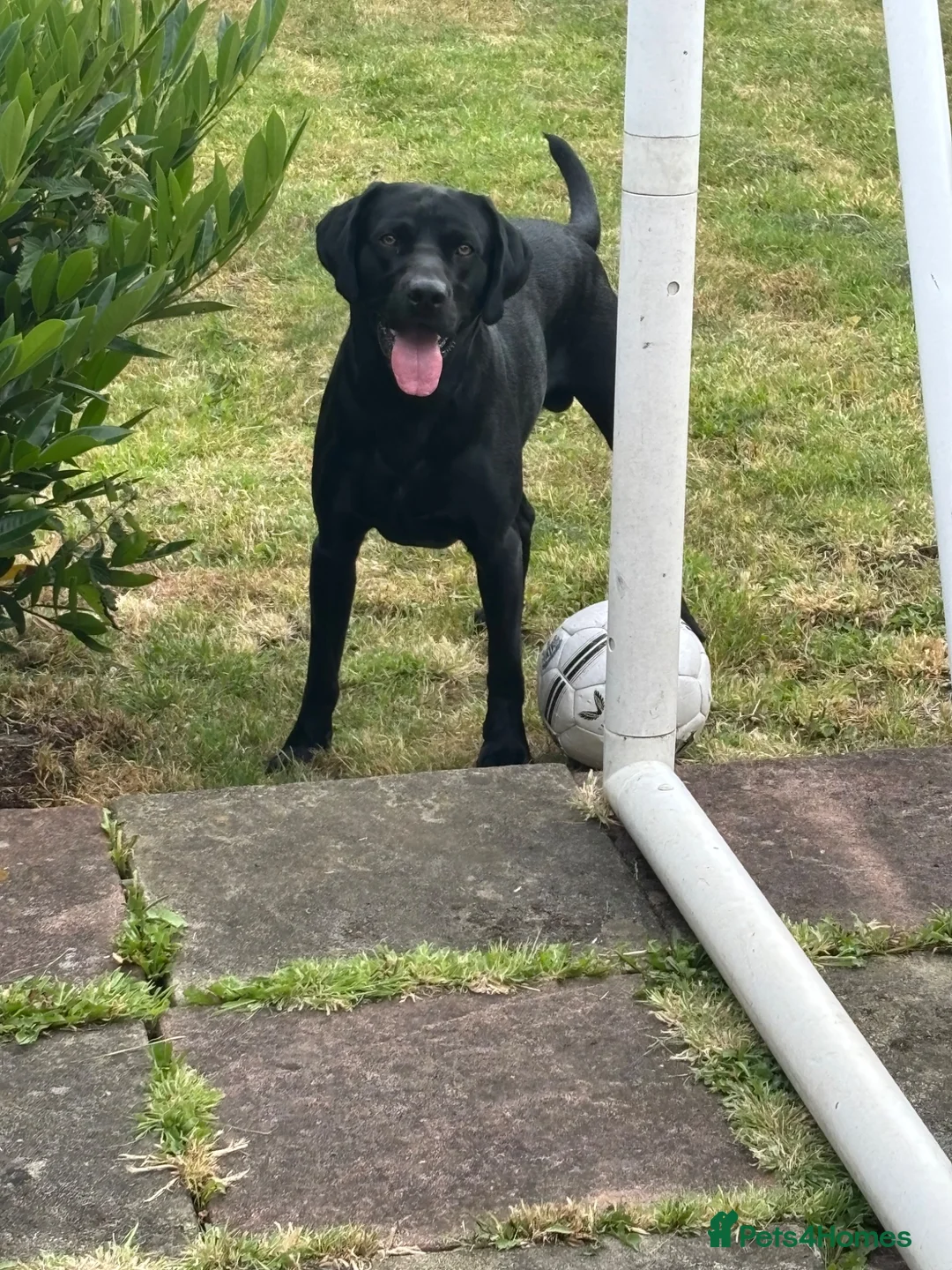 Labrador Retriever dogs for stud: Black Labrador for stud  - Advert 1