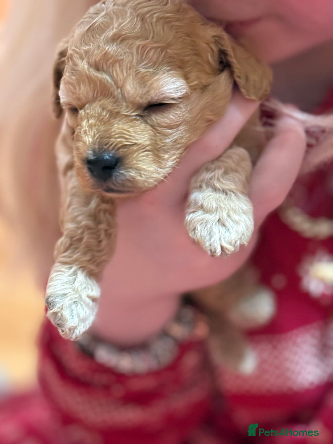Cavapoo dogs for sale: Delightful Cavapoo puppies - Advert 12