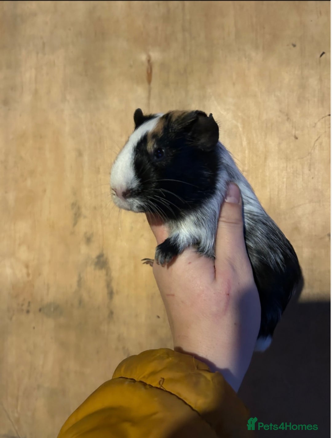 Guinea Pig rodents for sale: Female guinea pigs and bundle  - Advert 5