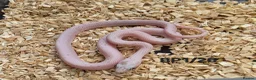 Corn Snake reptiles for sale: Palmetto and caramel palmetto corn snakes  - Advert 3