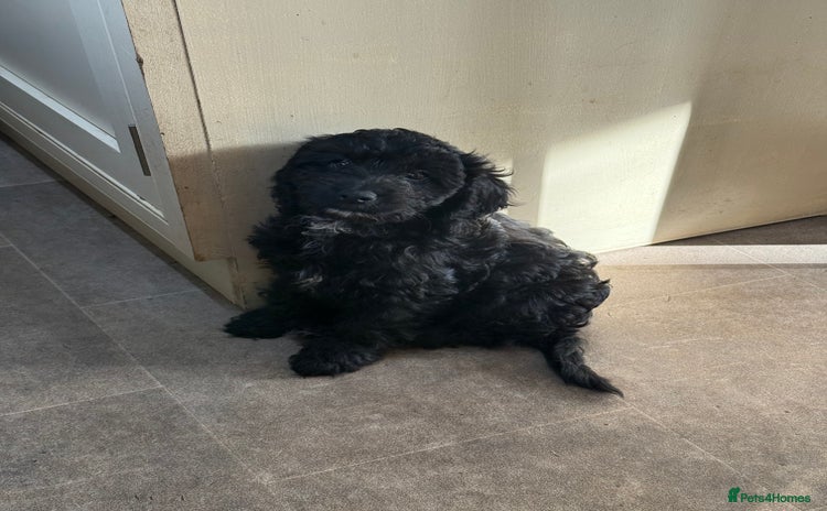 Cockapoo dogs F1 Cockapoo Puppies - Advert 13