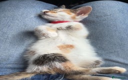Mixed Breed cats for sale: Kitten for sale - Image 5