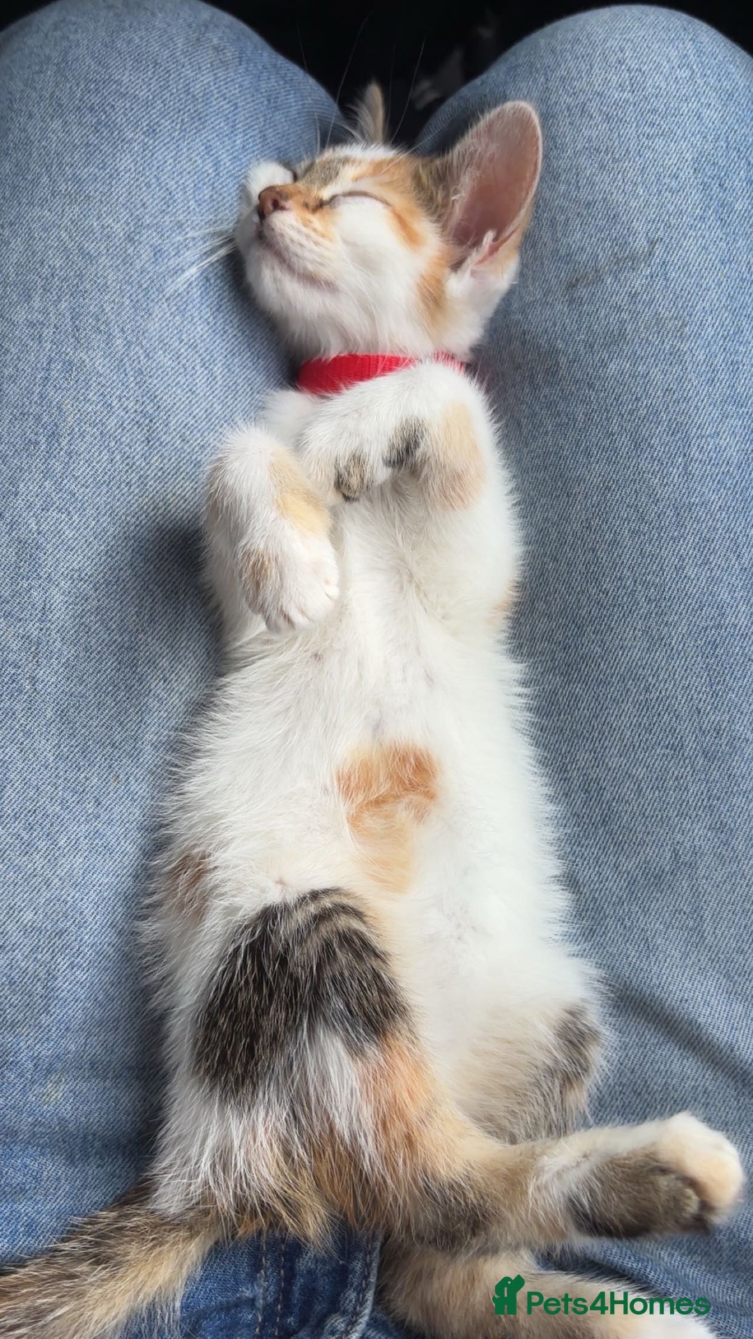 Mixed Breed cats for sale: Kitten for sale - Image 5