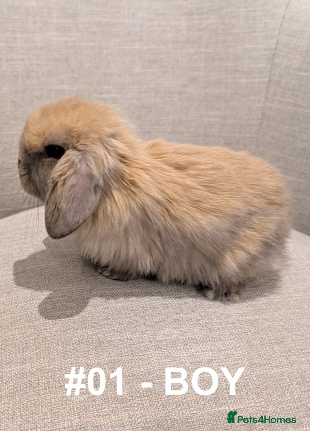 Mini Lop rabbits for sale: Exceptional Mini-Lops. Collect from: 15th January - Advert 2
