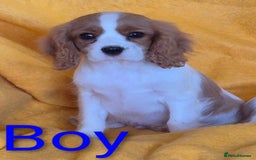 Cavalier King Charles Spaniel dogs for sale: Adorable Cavalier puppies  - Image 5