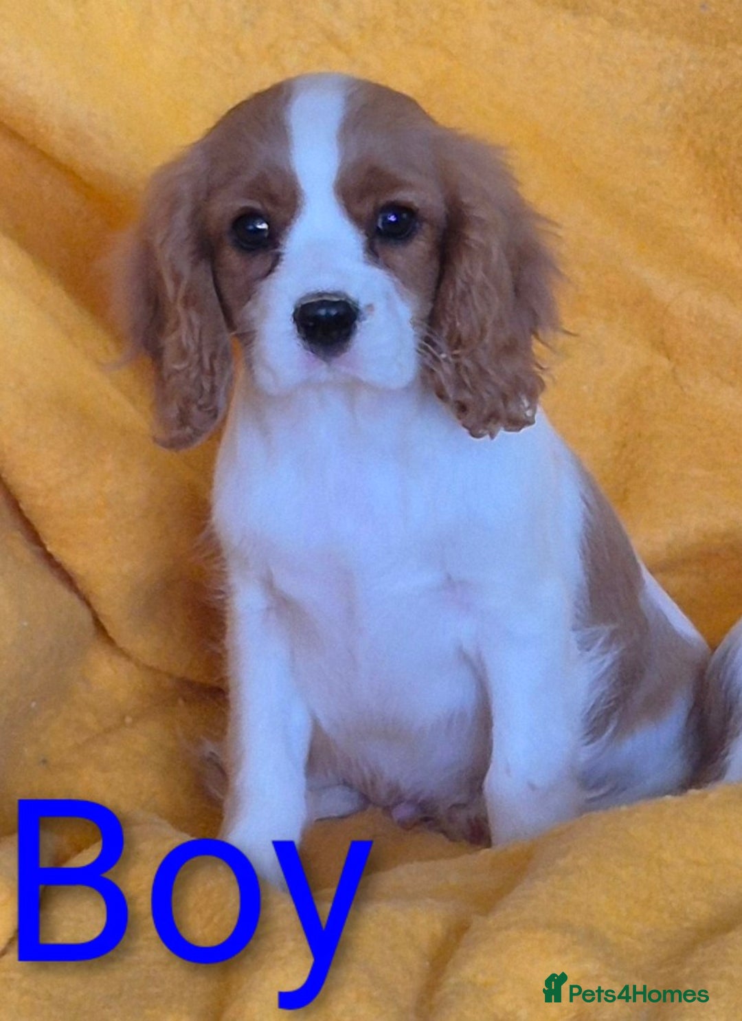 Cavalier King Charles Spaniel dogs for sale: Adorable Cavalier puppies  - Image 5