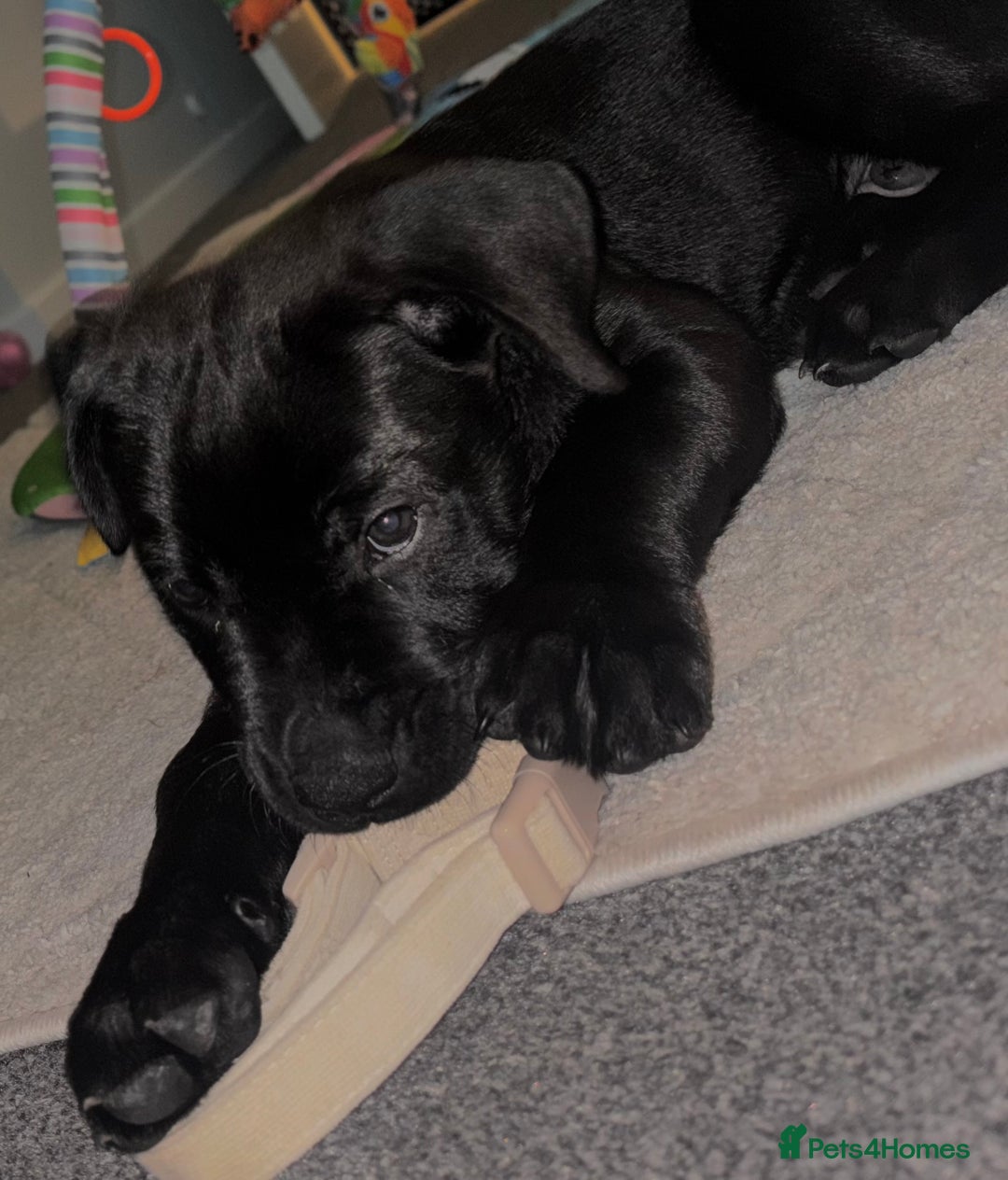 Mixed Breed dogs for sale: Beautiful Labrottie black boy  - Image 3