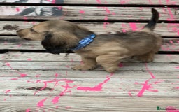 Miniature Dachshund dogs for sale: Stunning true to type KC Reg Miniature LH babies - Image 11