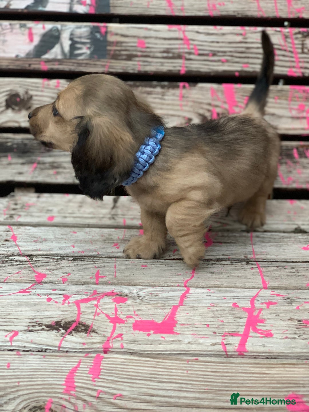 Miniature Dachshund dogs for sale: Stunning true to type KC Reg Miniature LH babies - Image 11
