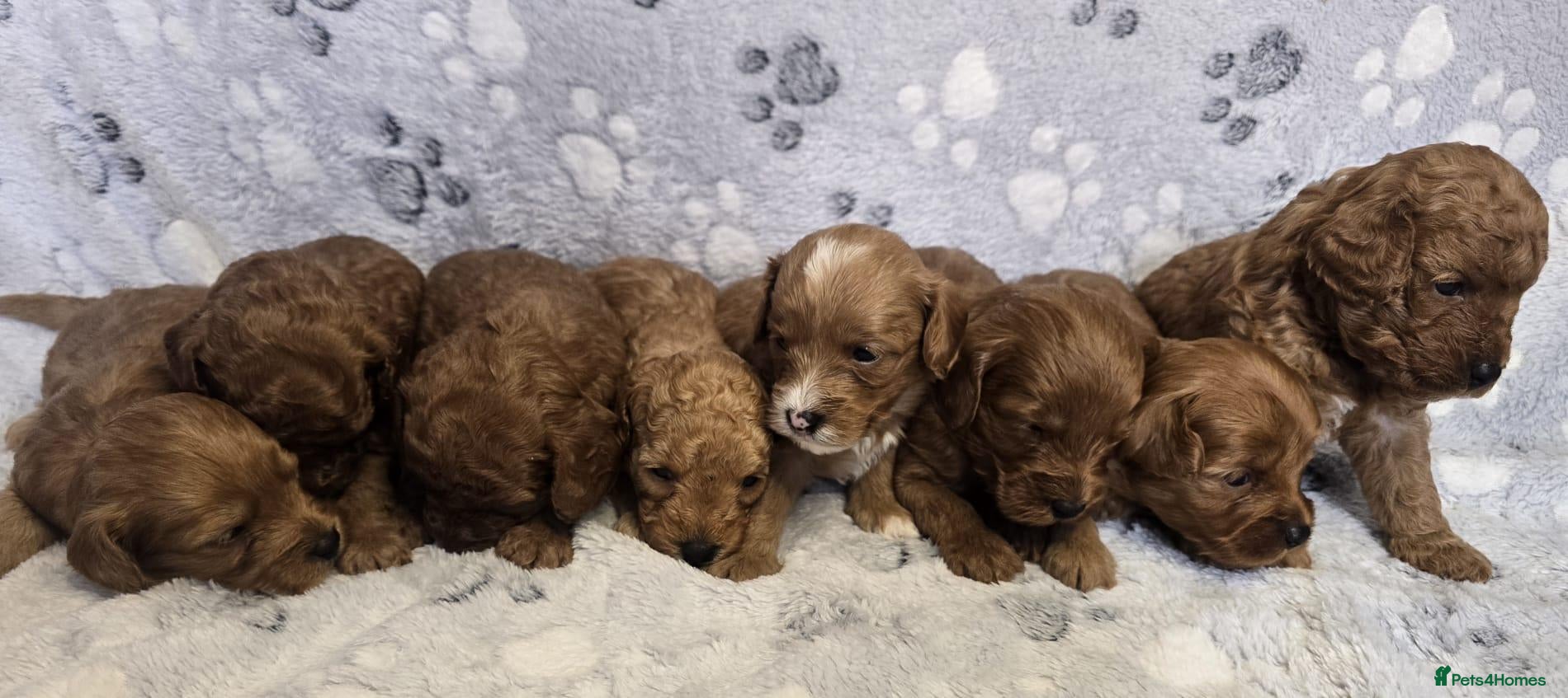 Cavapoo dogs 8 gorgeous F2B Toy cavapoo puppies. 4 boys 4 girls - Advert 2