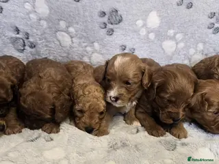 Cavapoo dogs 8 gorgeous F2B Toy cavapoo puppies. 4 boys 4 girls - Advert 4