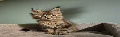 Maine Coon 3
