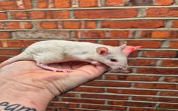 Rat rodents for sale: Last few remaining for the litters.  - Image 11