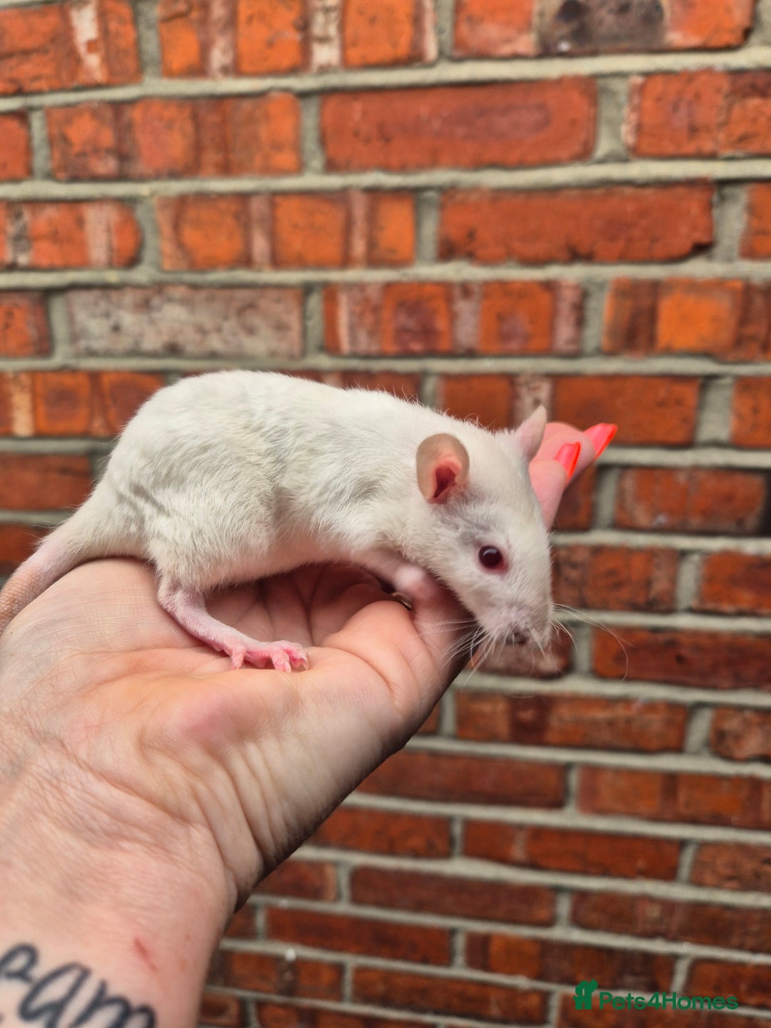 Rat rodents for sale: Last few remaining for the litters.  - Image 11