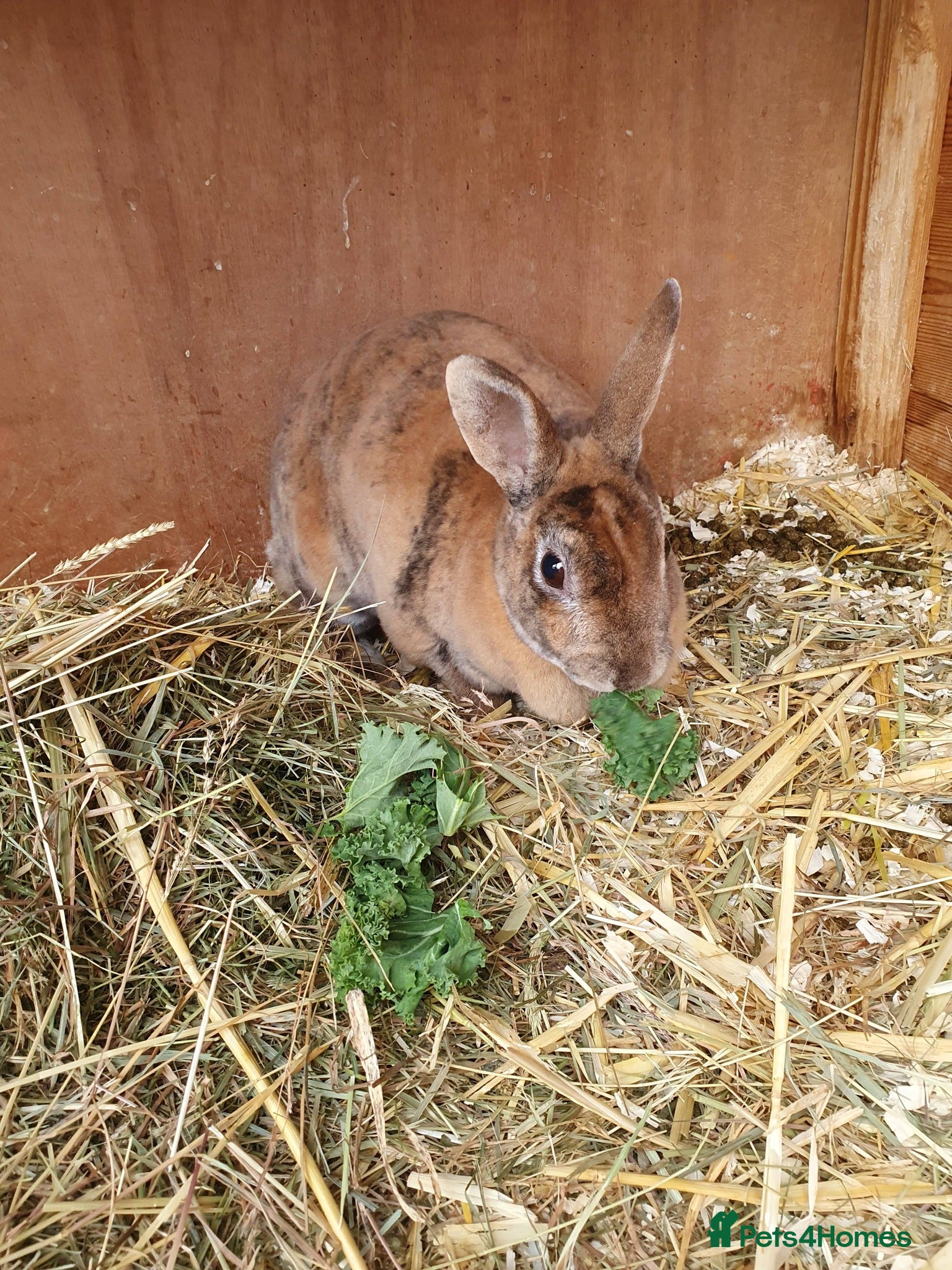 Rex rabbits 5 Yr old Spayed rabbit for adoption vac RHD2 - Advert 13
