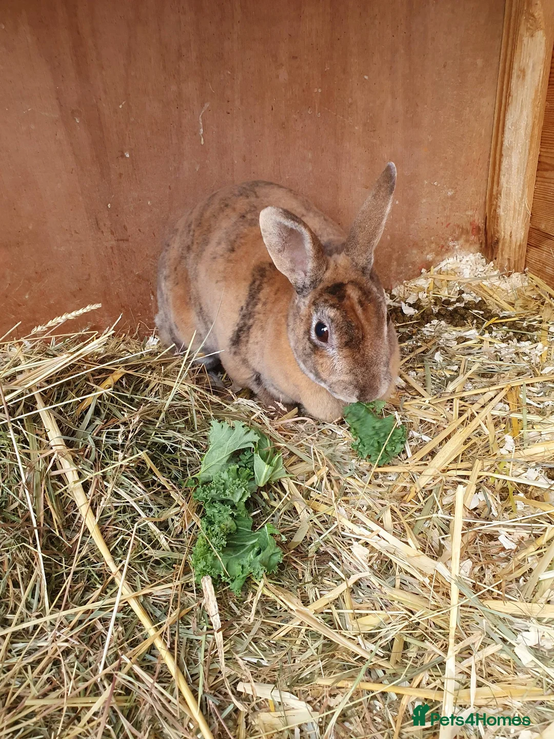 Rex rabbits for sale: 4 Yr old Spayed rabbit for adoption vac RHD2 - Advert 2