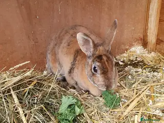 Rex rabbits 5 Yr old Spayed rabbit for adoption vac RHD2 - Advert 1