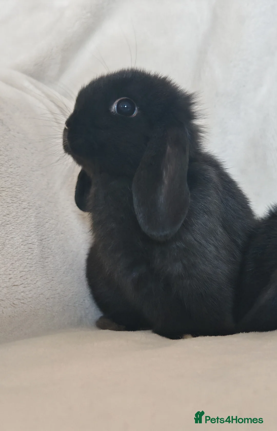 Mini Lop rabbits for sale: Beautiful Baby Mini Lop Bunnies  - Advert 3