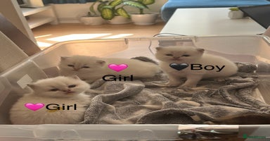 British Longhair cats - Advert 7
