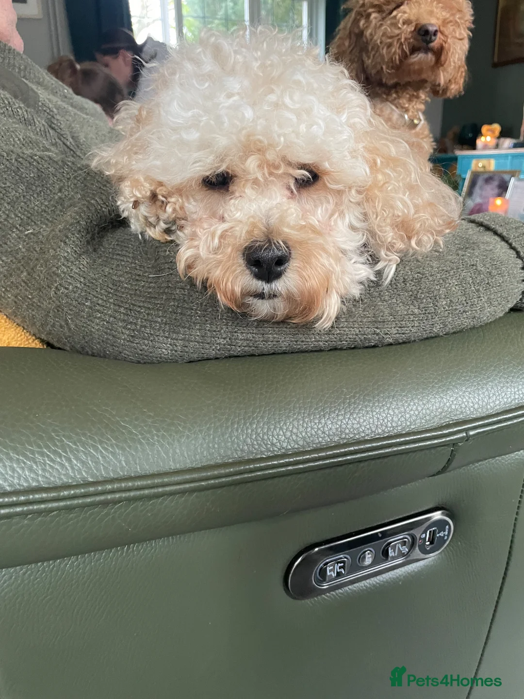 Mixed Breed dogs for sale: Pomapoo  in Coventry - Advert 2