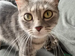 Domestic Shorthair cats 4 beautiful kittens - to leave 01/05/26 - Advert 4