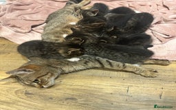 Mixed Breed cats for sale: Kittens amazing kittens  - Image 17