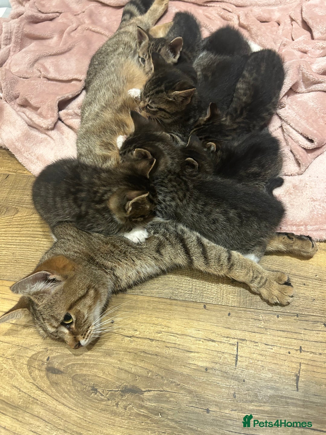 Mixed Breed cats for sale: Kittens amazing kittens  - Image 17