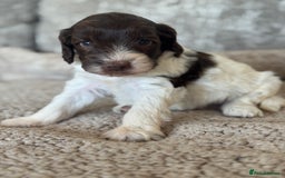 Cockapoo dogs for sale: BEAUTIFUL MERLE COCKER POO PUPPIES, HEALTH TESTED - Image 13