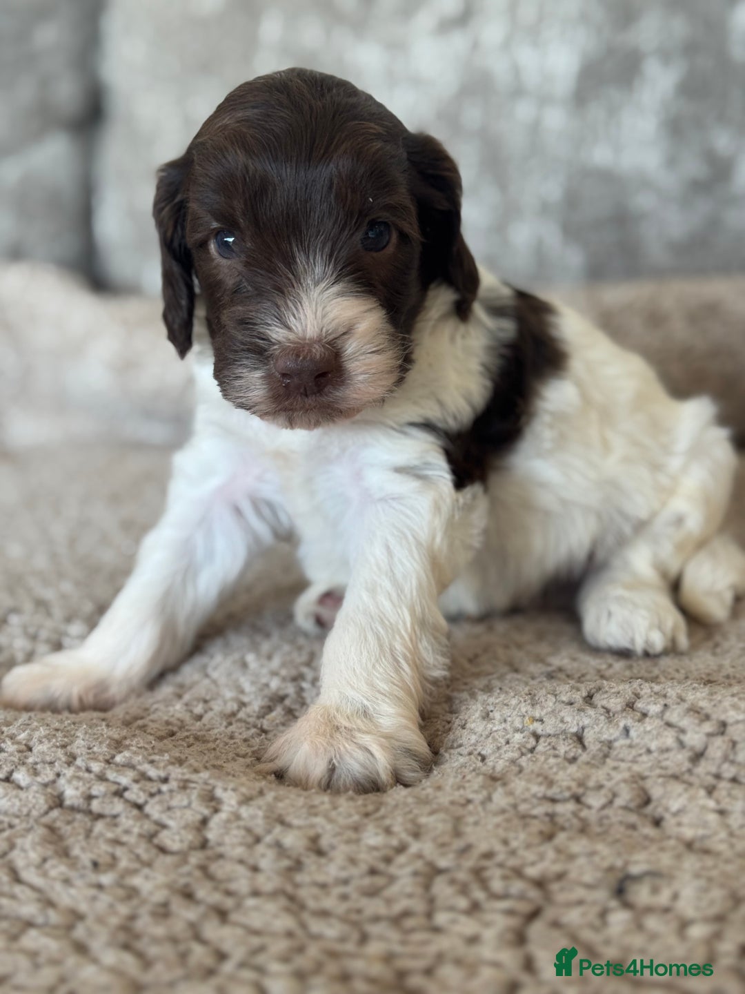 Cockapoo dogs for sale: BEAUTIFUL MERLE COCKER POO PUPPIES, HEALTH TESTED - Image 13