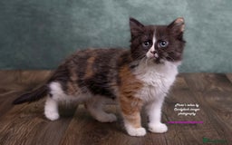 British Longhair cats for sale: ADORABLE DOG AND HOOVER PROOF KITTENS - Image 23
