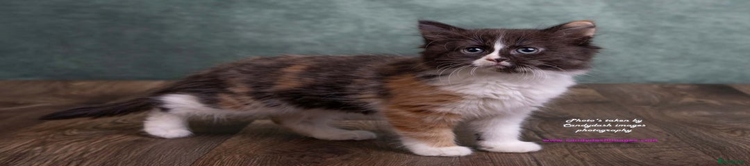 British Longhair Kitten 3