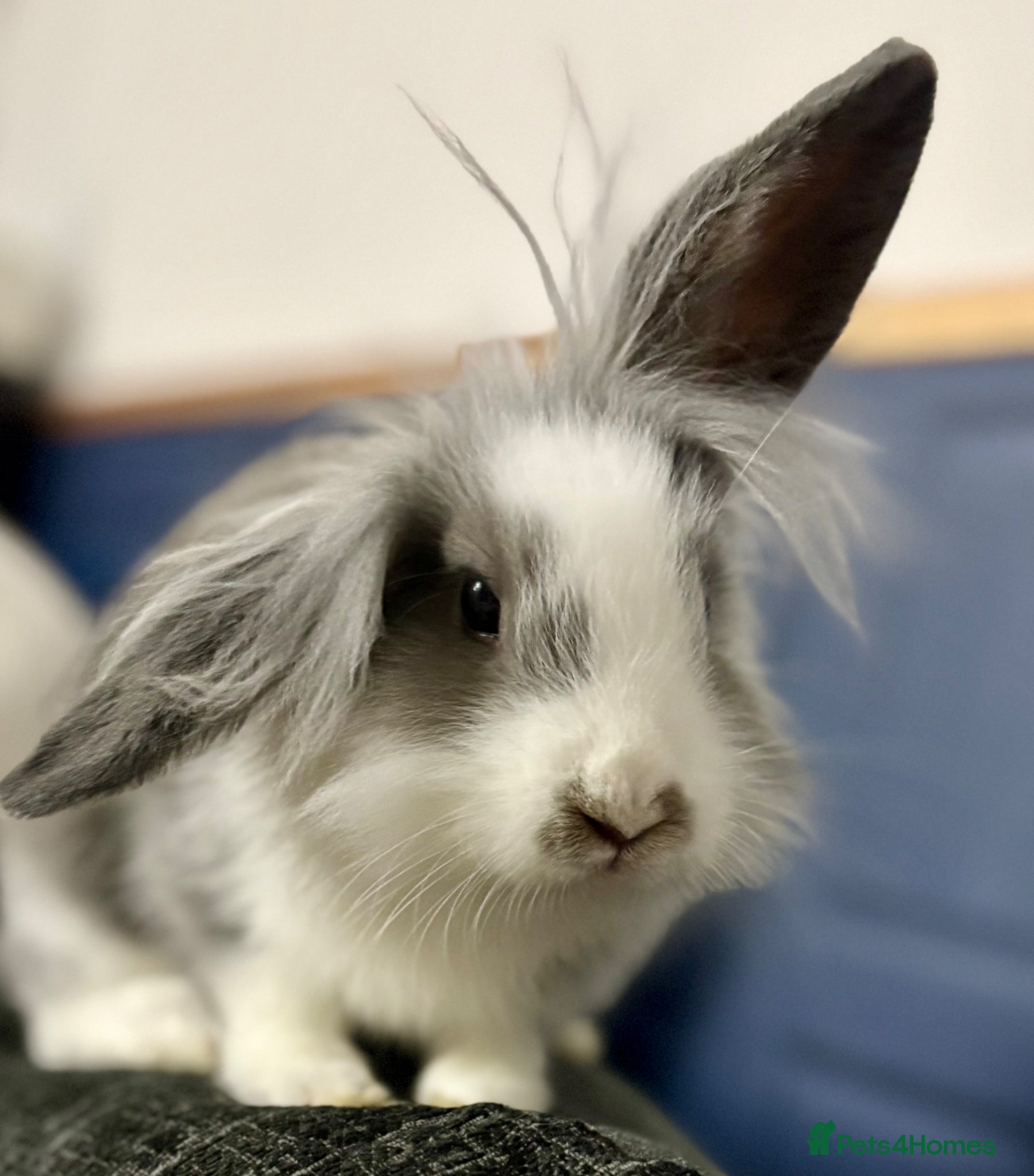 Mixed Breed rabbits Rabbit needing a new home  - Advert 6