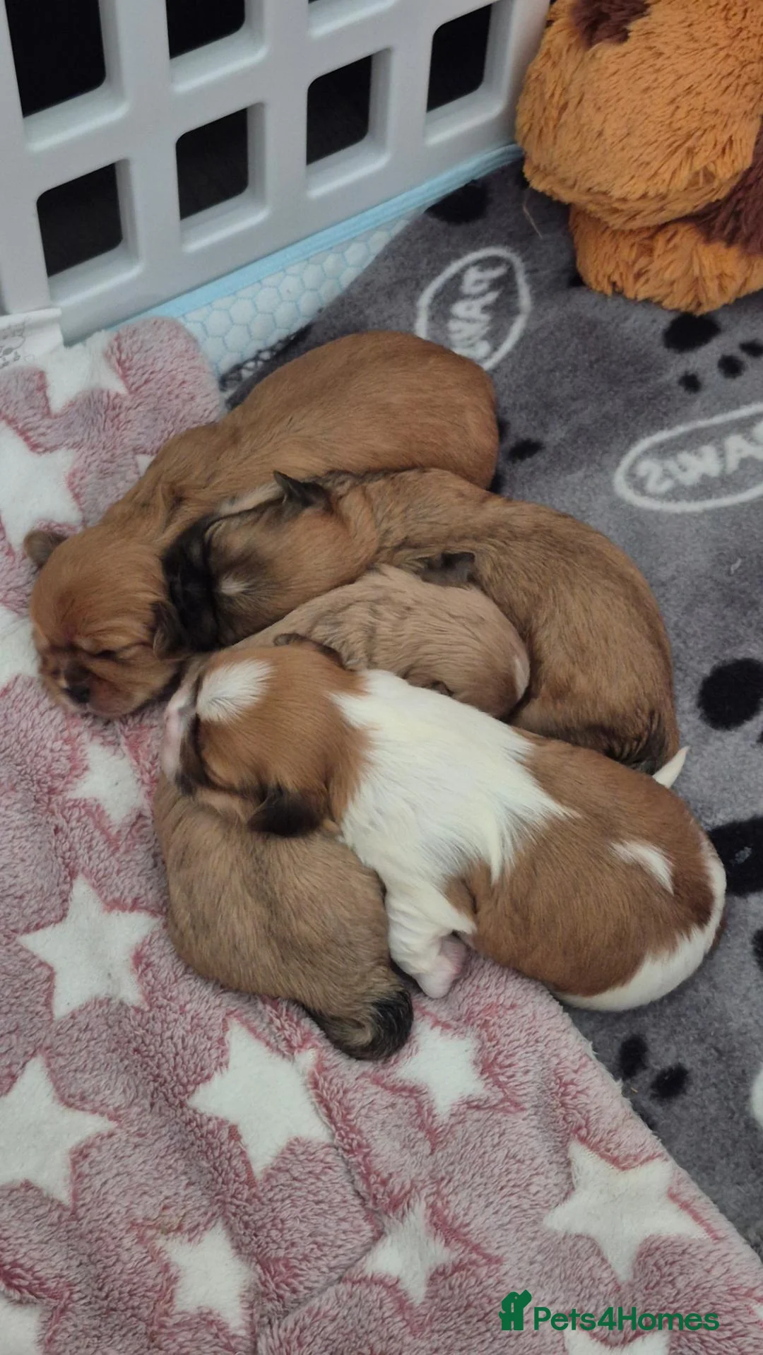 Lhasa Apso dogs for sale: Beautiful Lhasa Apso Puppies - 2 Boys 2 Girls in Ellesmere Port - Advert 2