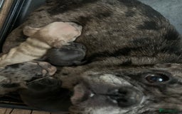 French Bulldog dogs for sale: French bulldogs need loving new homes - Advert 2