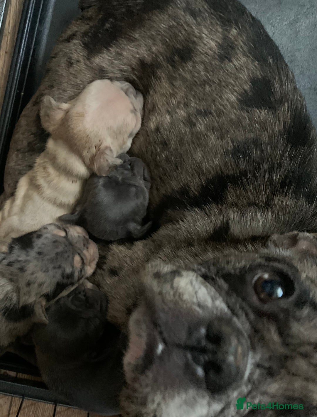 French Bulldog dogs for sale: French bulldogs need loving new homes - Advert 2