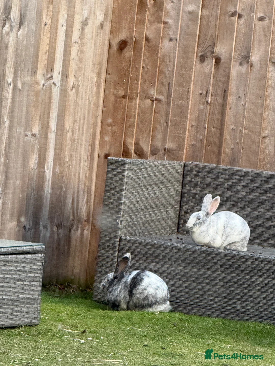 Rex rabbits for sale: Male rex brother bunnies - Advert 3