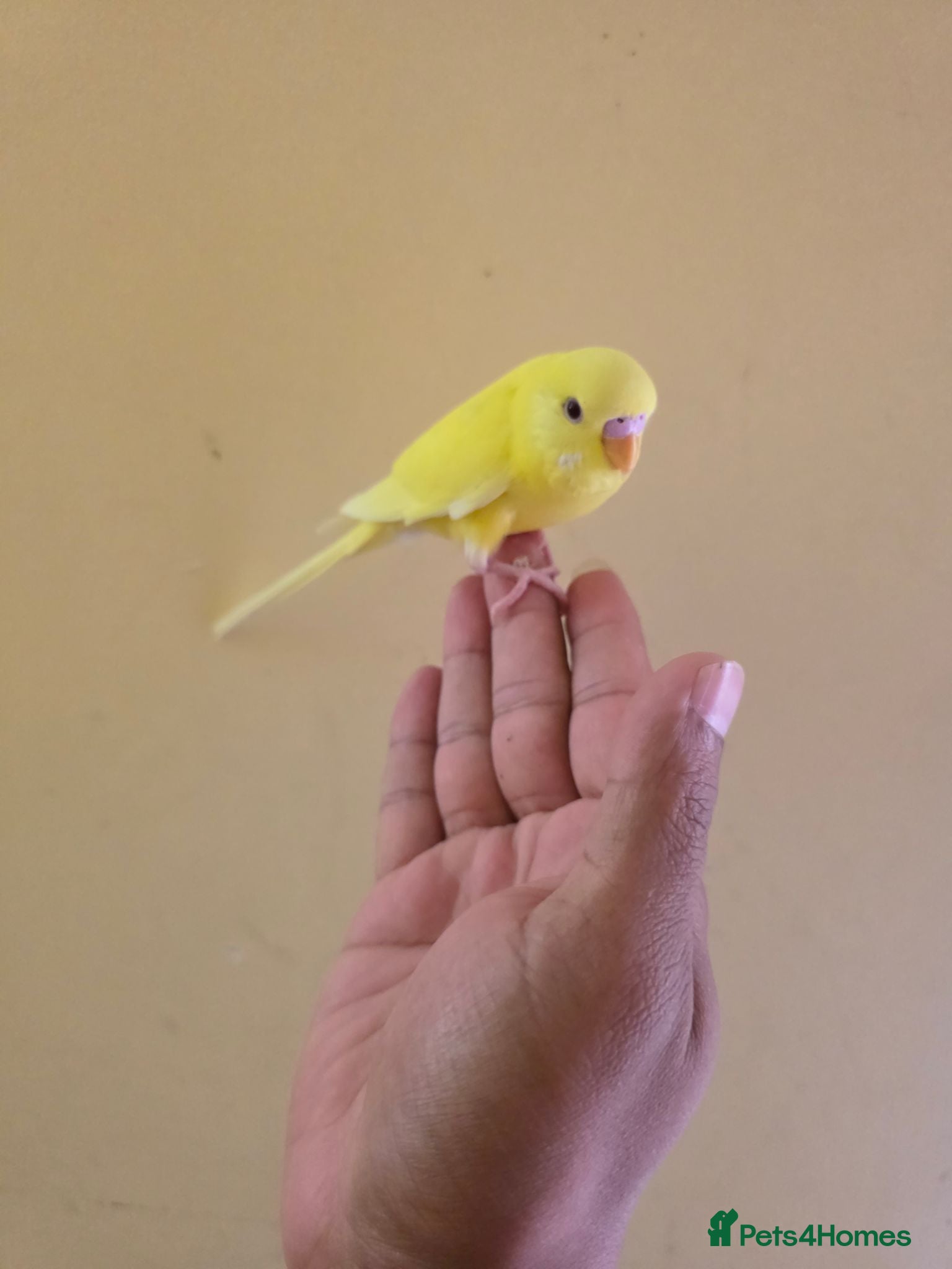 Budgerigars birds Hand tamed baby budgies for sale  - Advert 1