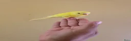 Budgerigars birds for sale: Hand tamed baby budgies for sale  - Advert 1