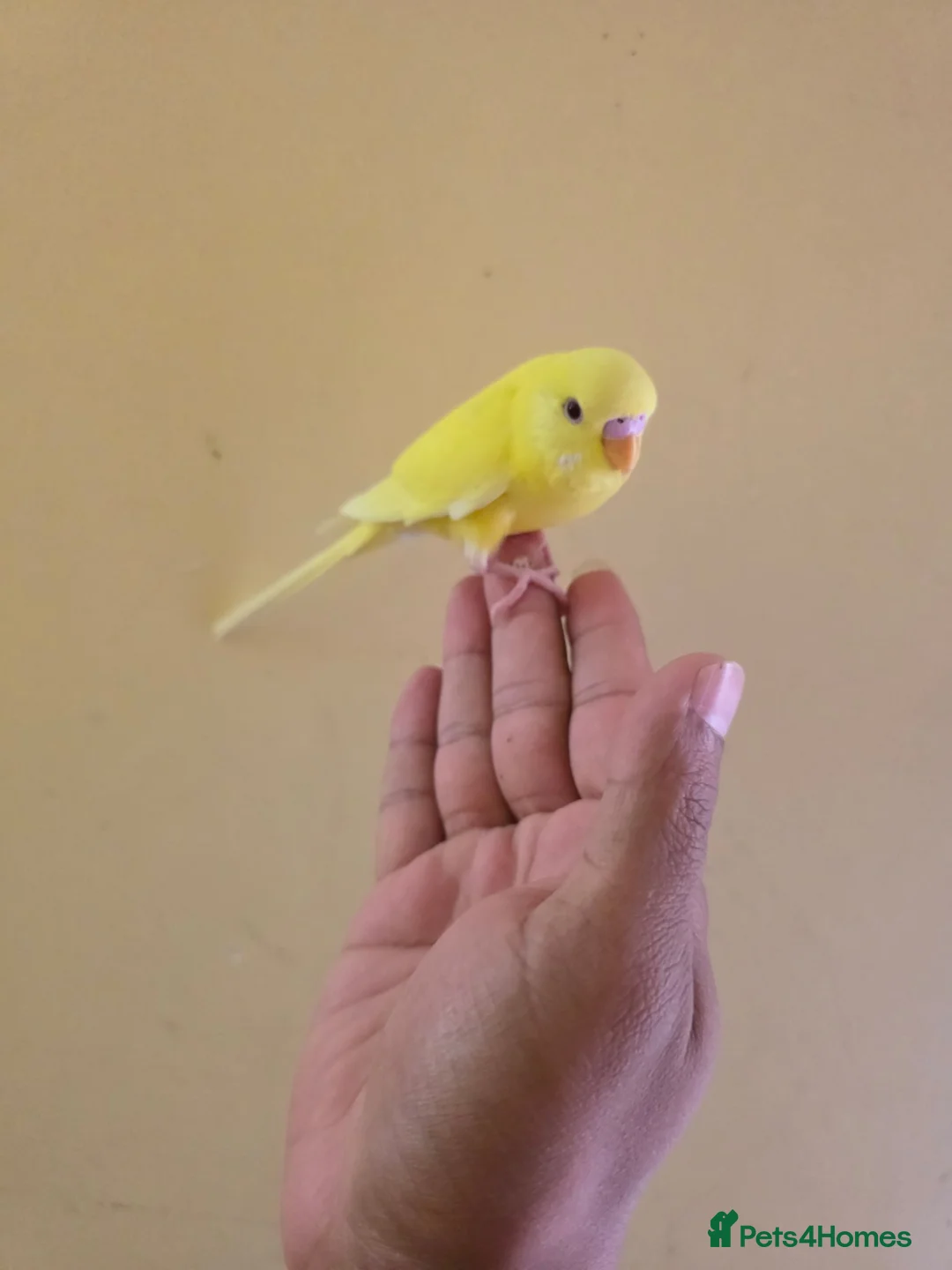 Budgerigars birds for sale: Hand tamed baby budgies for sale  - Advert 1