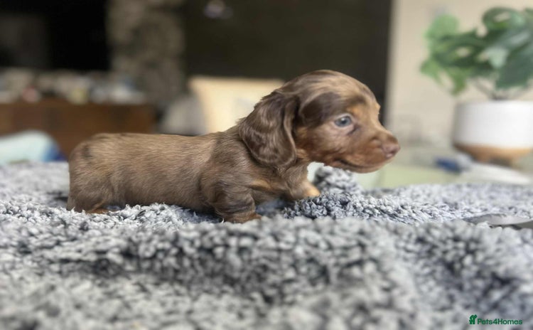 Miniature Dachshund dogs - Advert 2