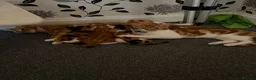 Domestic Shorthair cats for sale: Kittens for sale - Advert 9