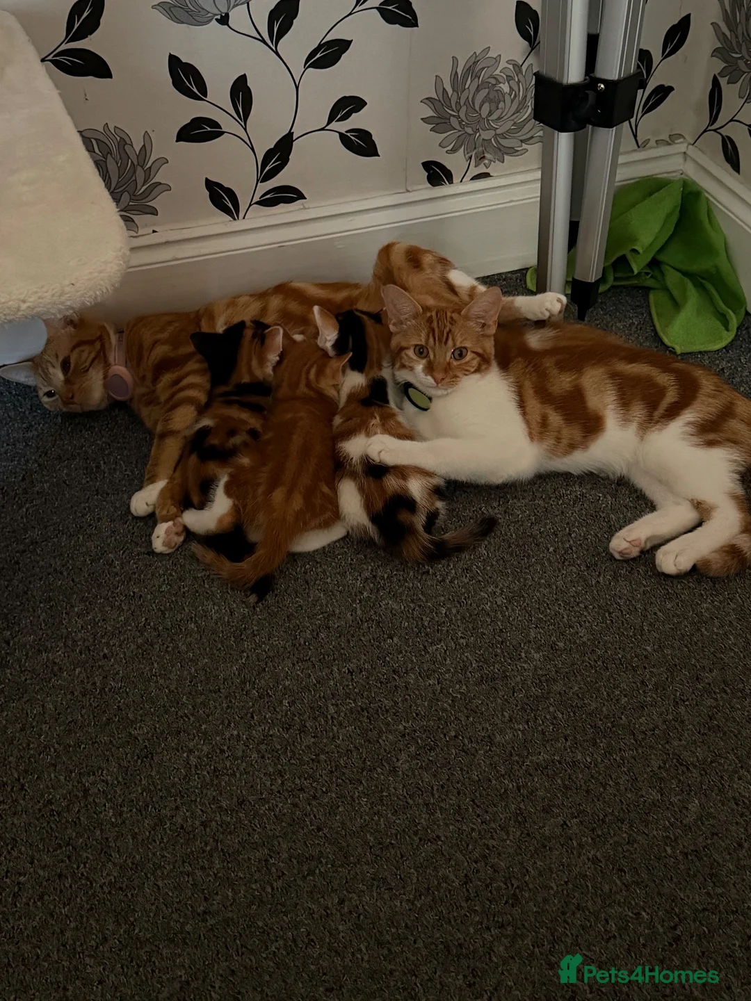 Domestic Shorthair cats for sale: Kittens for sale - Advert 9