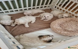 Zuchon dogs for sale: Bichon Frise puppy for sale  - Image 25