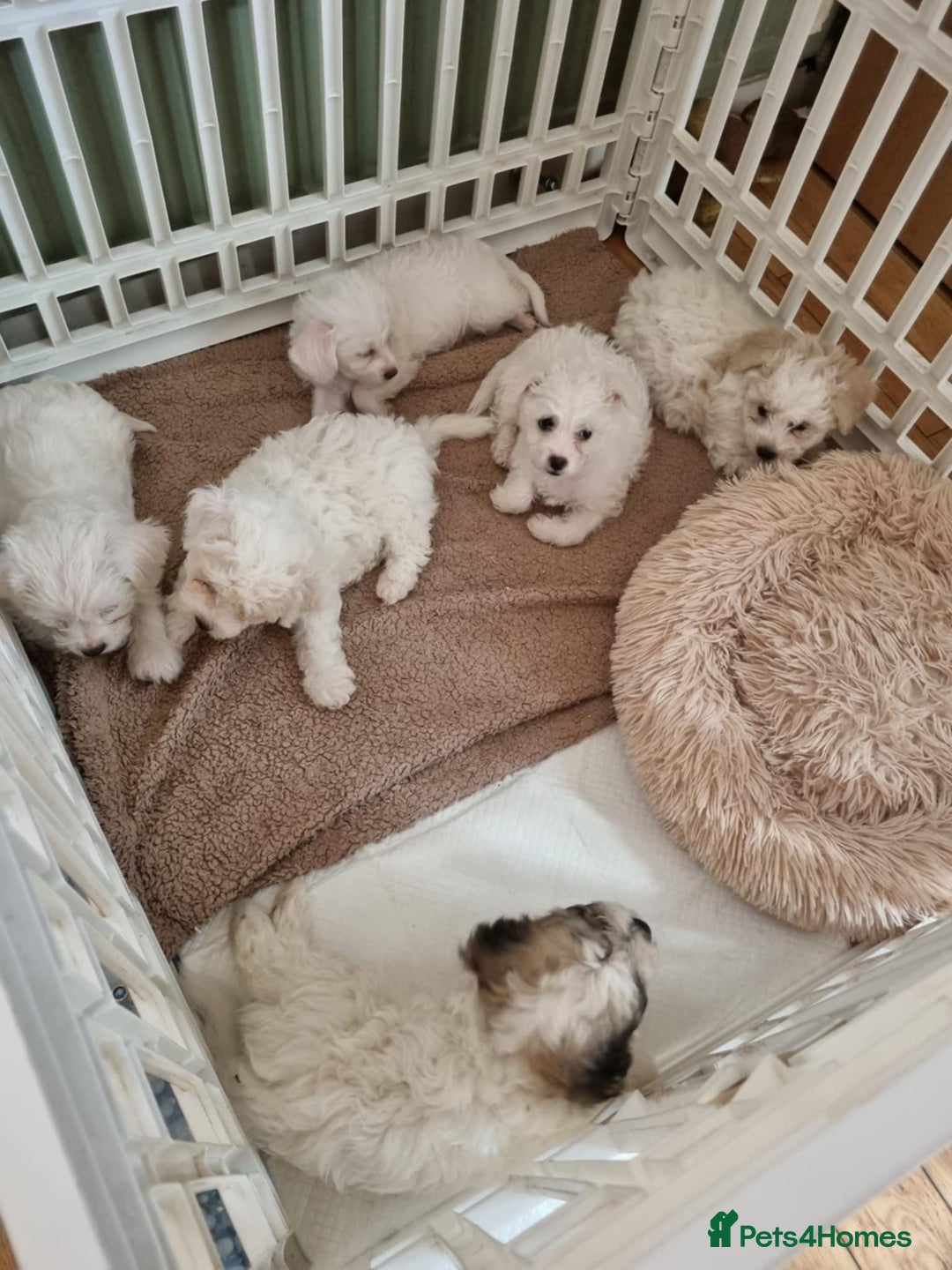 Zuchon dogs for sale: Bichon Frise puppy for sale  - Image 25