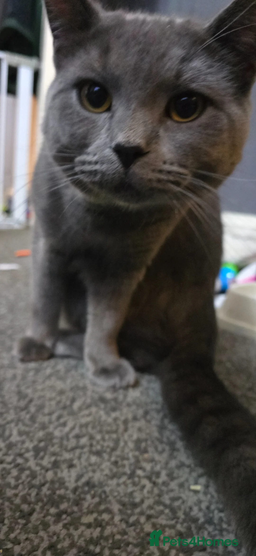 Scottish Fold cats for sale: Scottish fold x Ragdoll  - Advert 5